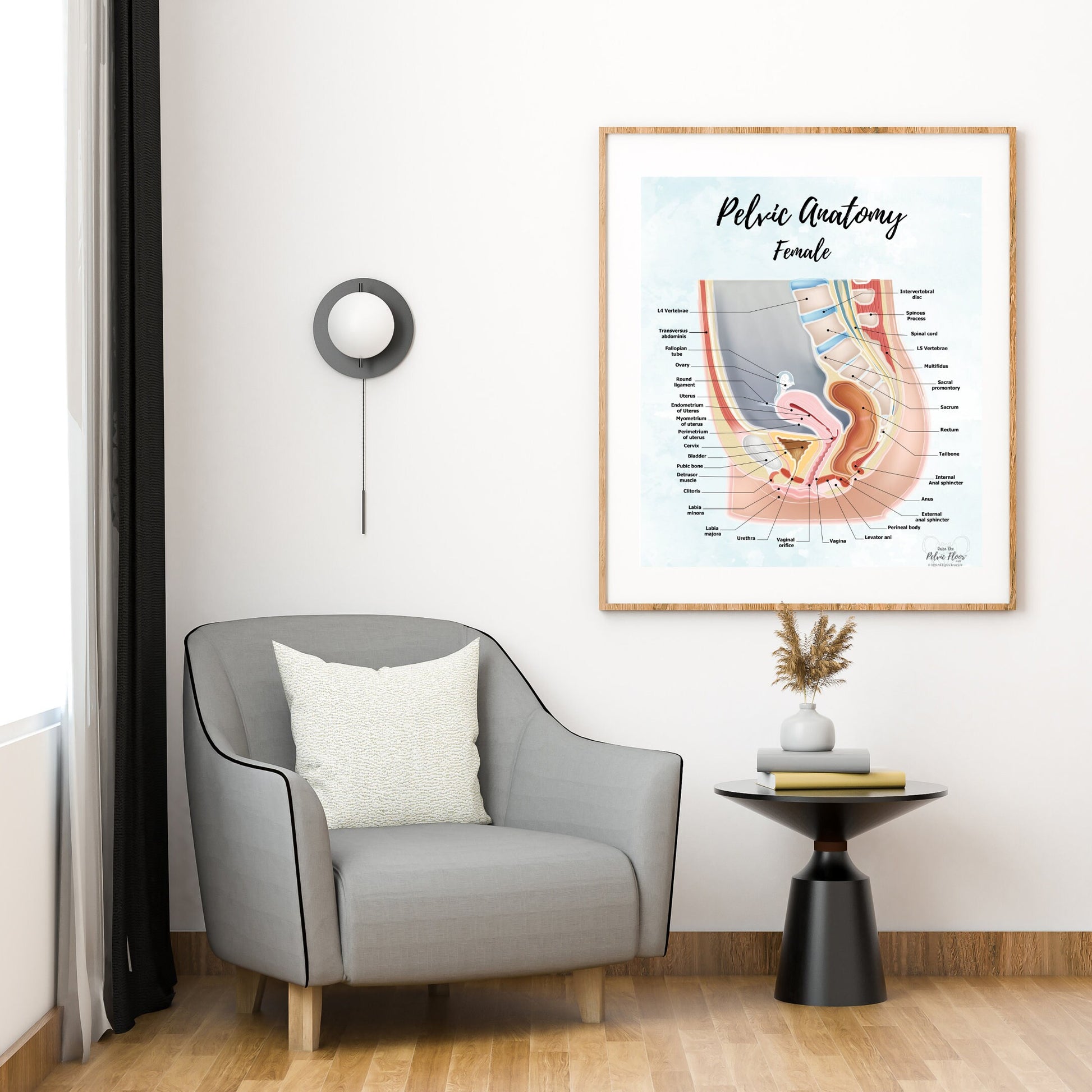 Female Pelvic Anatomy Poster Art | Sagittal/ Side view | Vagina, Uterus, Rectum, Pelvic Floor Anatomy