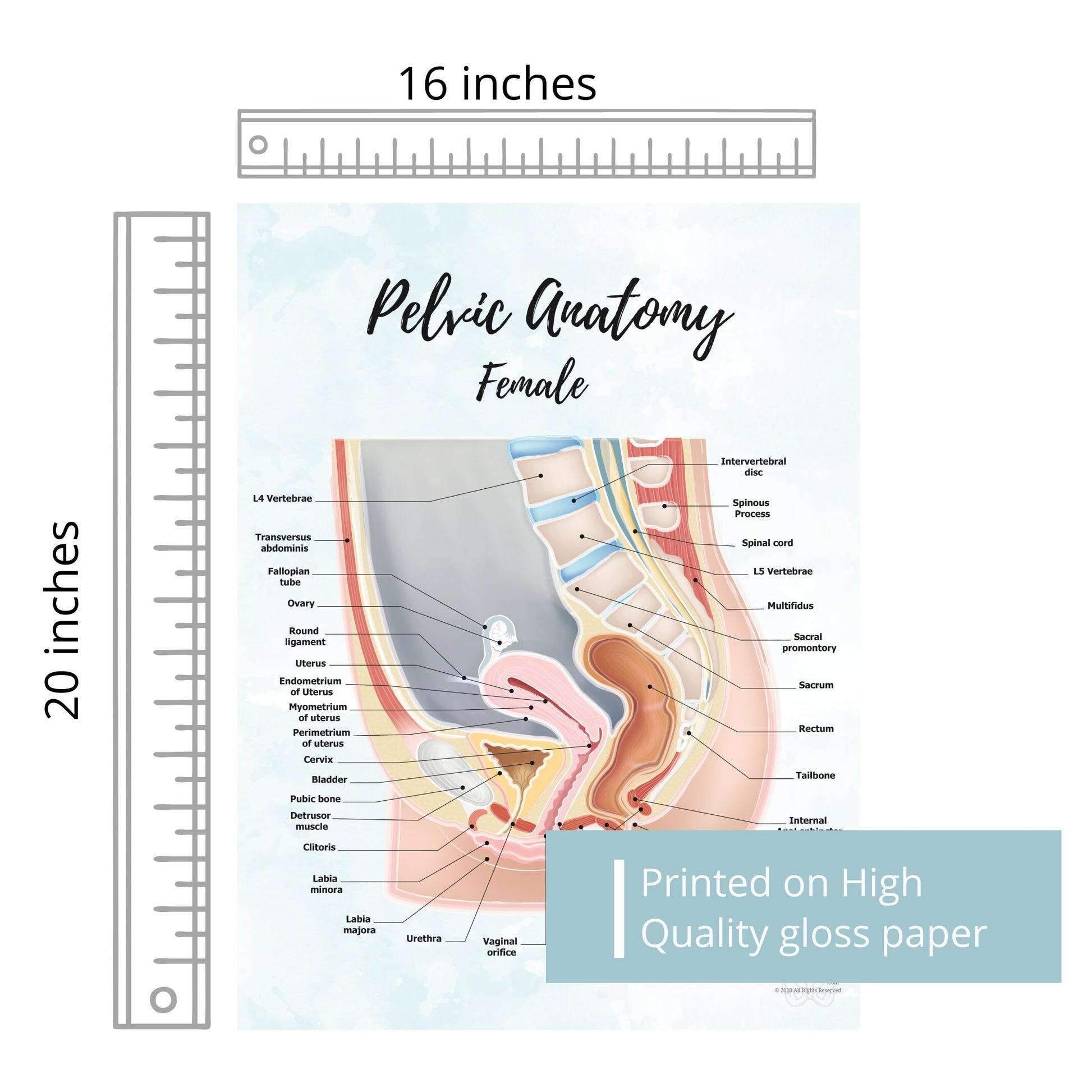 Female Pelvic Anatomy Poster Art | Sagittal/ Side view | Vagina, Uterus, Rectum, Pelvic Floor Anatomy