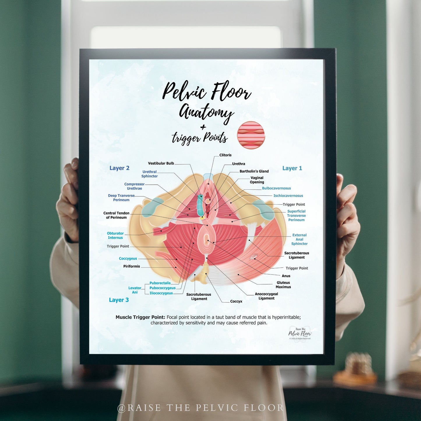 Trigger Points in Pelvic Floor | Anatomy Poster Art