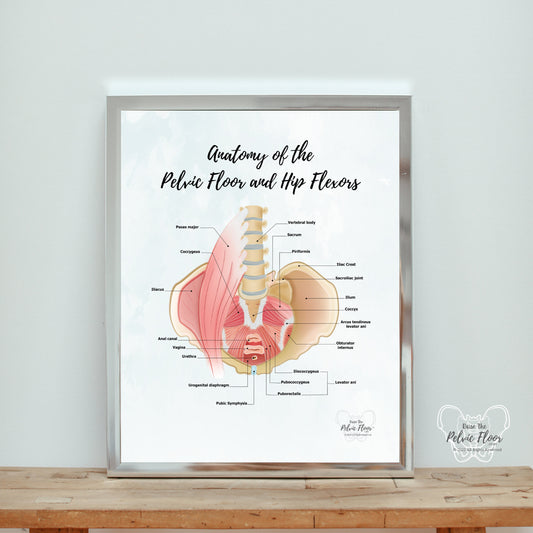 Anatomy of Pelvic Floor and Hip Flexors | Poster