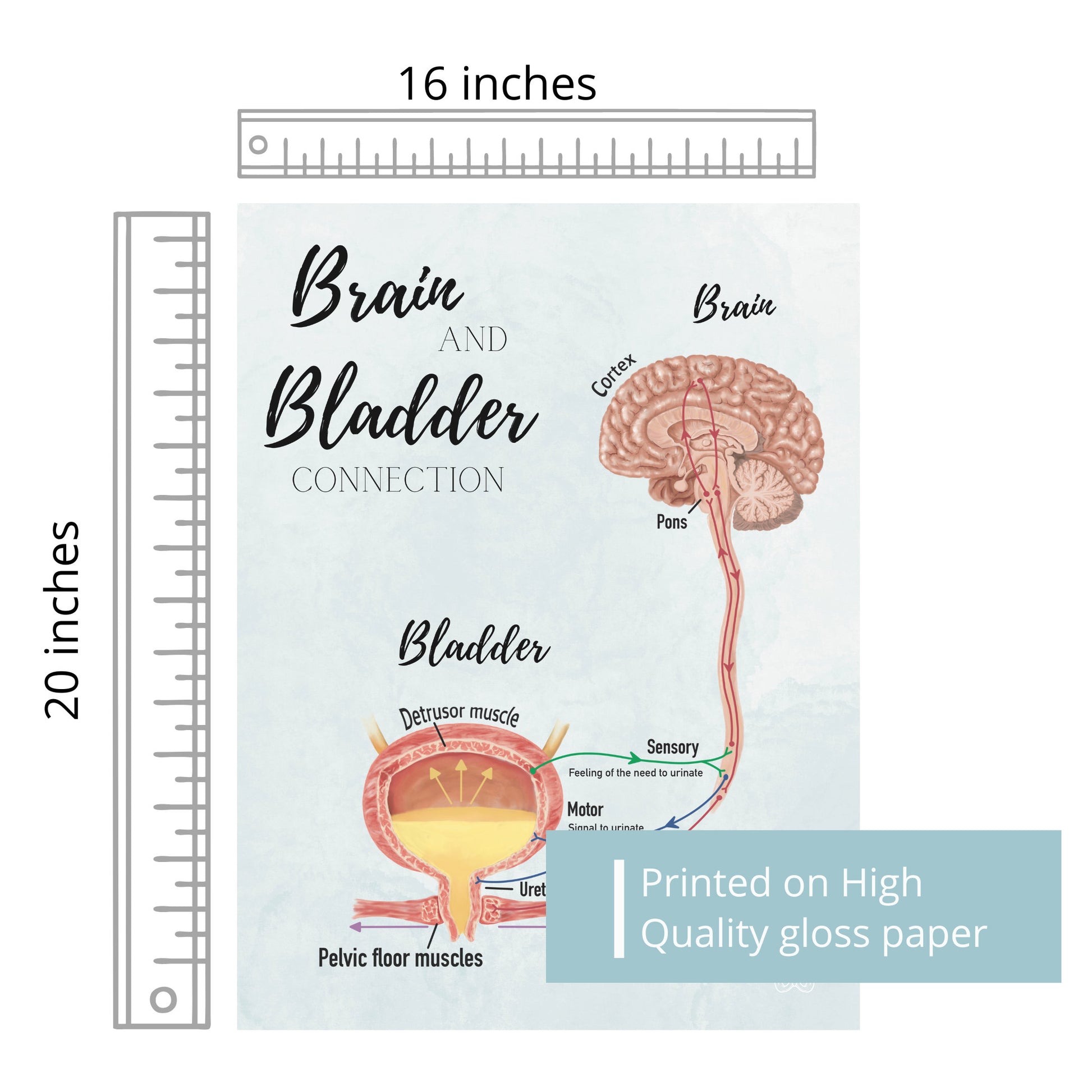 Brain and Bladder Educational Poster | Wall Art | Physiology of Urination Bradley Reflex Loop- Bladder, Urine, Cortex