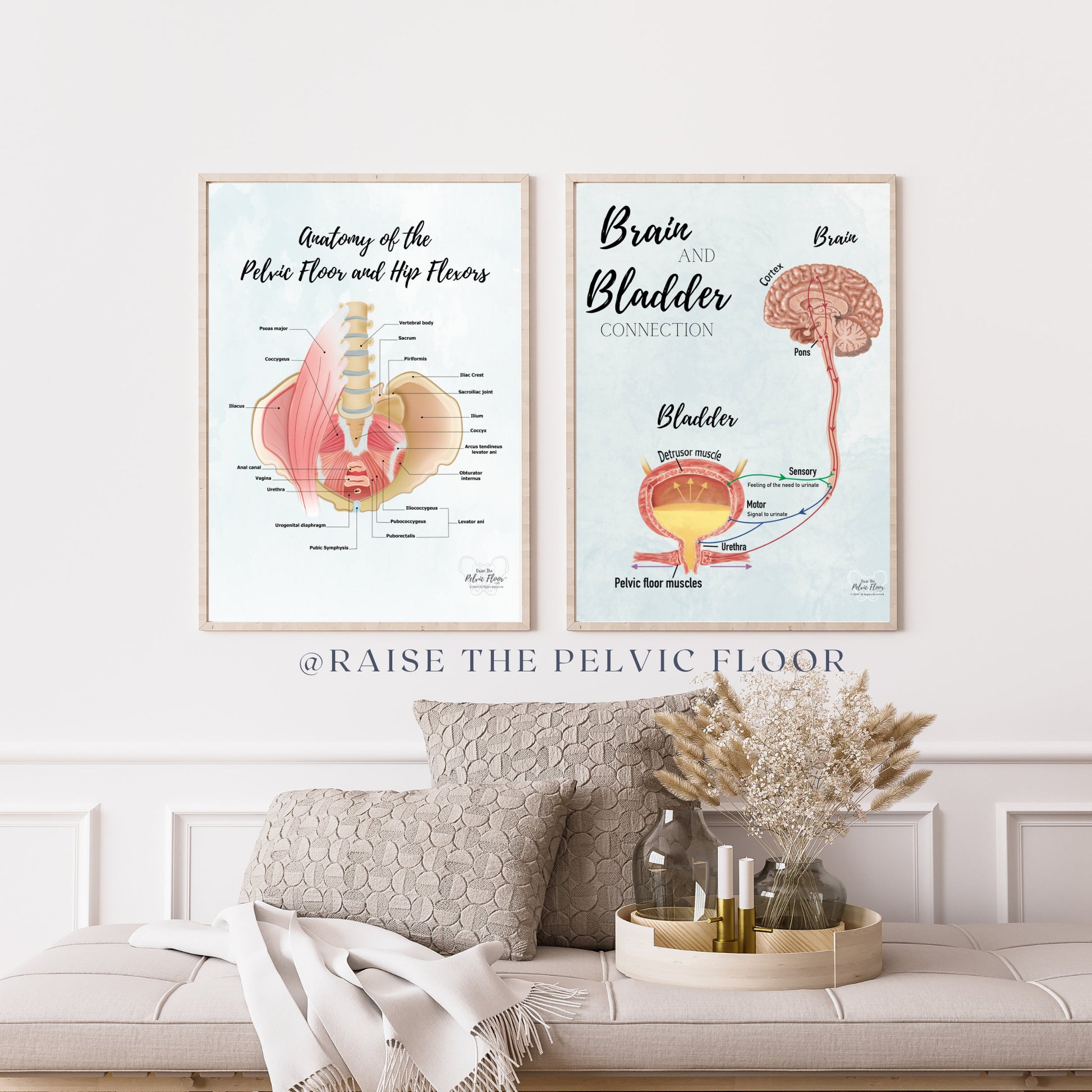 Brain and Bladder Educational Poster | Wall Art | Physiology of Urination Bradley Reflex Loop- Bladder, Urine, Cortex