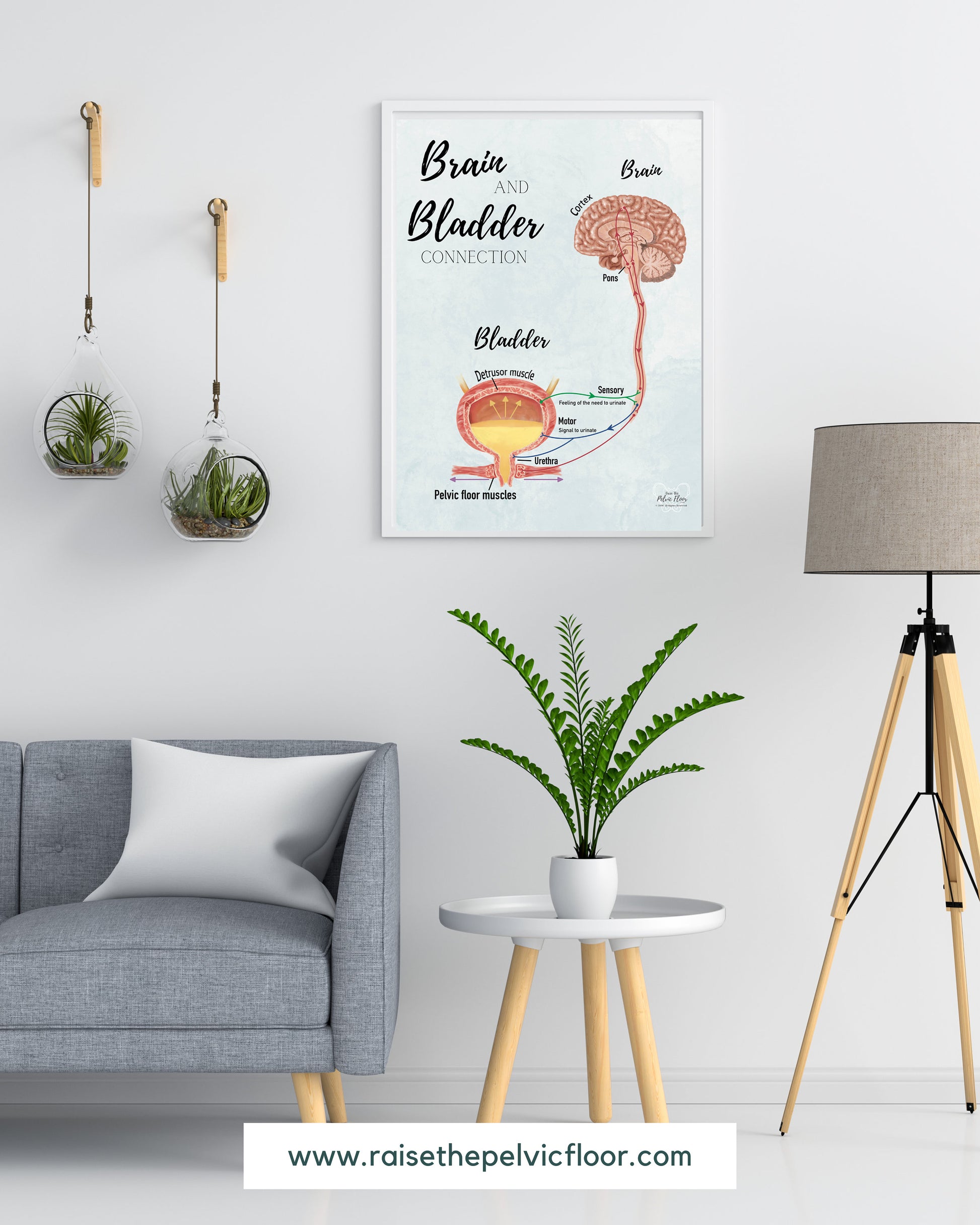 Brain and Bladder Educational Poster | Wall Art | Physiology of Urination Bradley Reflex Loop- Bladder, Urine, Cortex