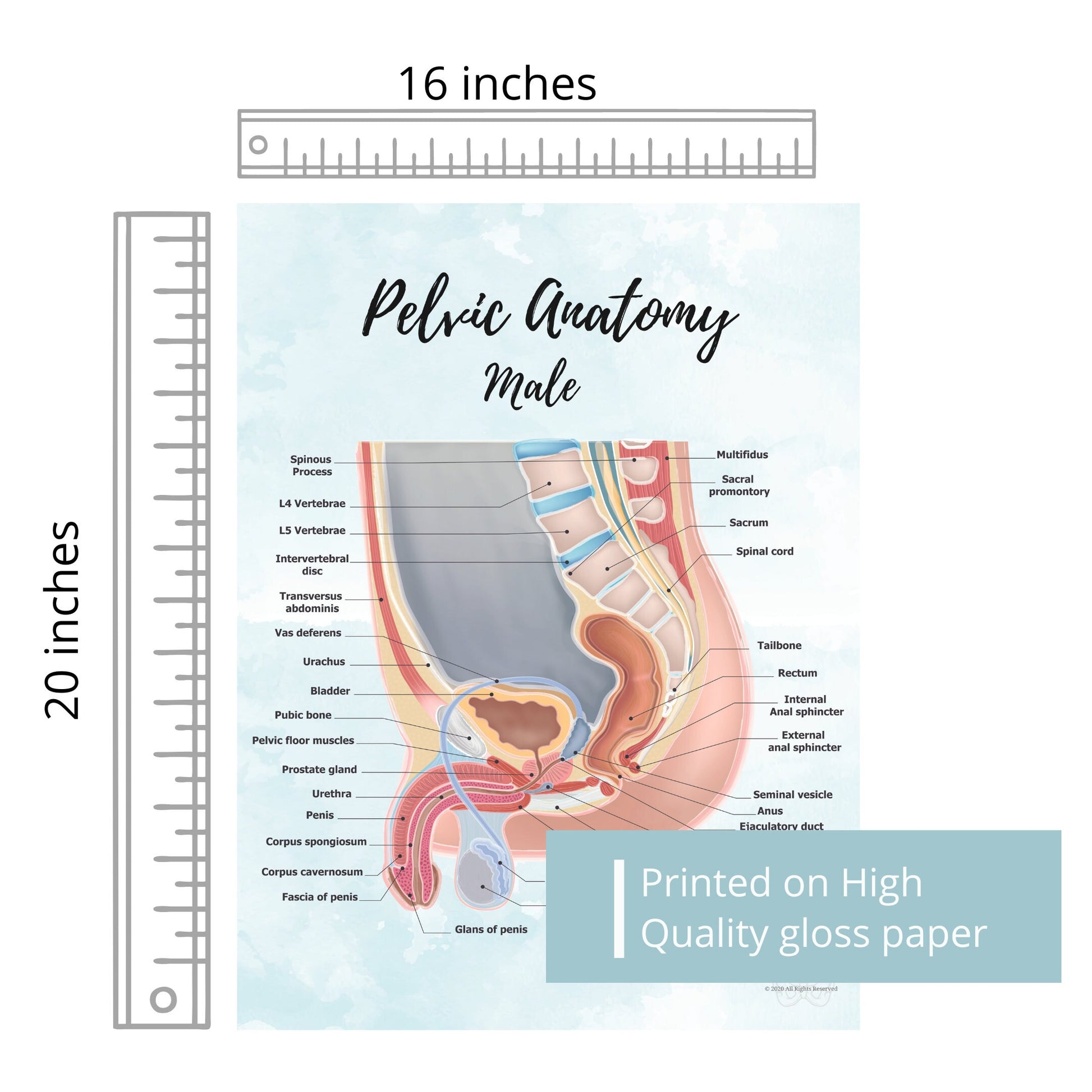 Male Pelvic Anatomy Poster Art Print | Sagittal/ Side view | Penis, Prostate, Testicle, Scrotum, Rectum, Pelvic Floor Anatomy, Prostatectomy