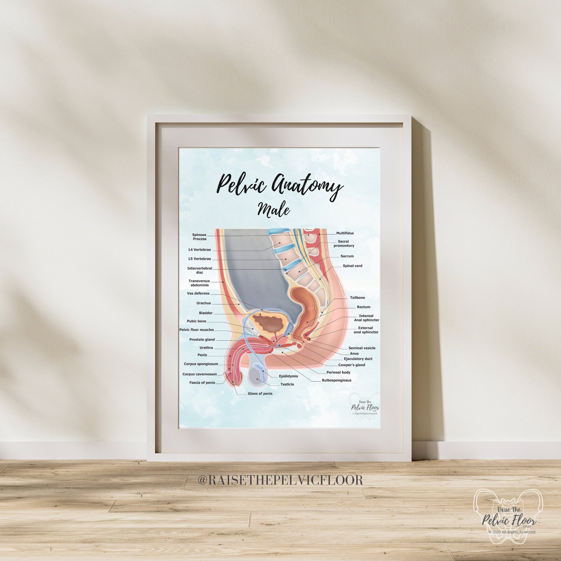 Male Pelvic Anatomy Poster Art Print | Sagittal/ Side view | Penis, Prostate, Testicle, Scrotum, Rectum, Pelvic Floor Anatomy, Prostatectomy