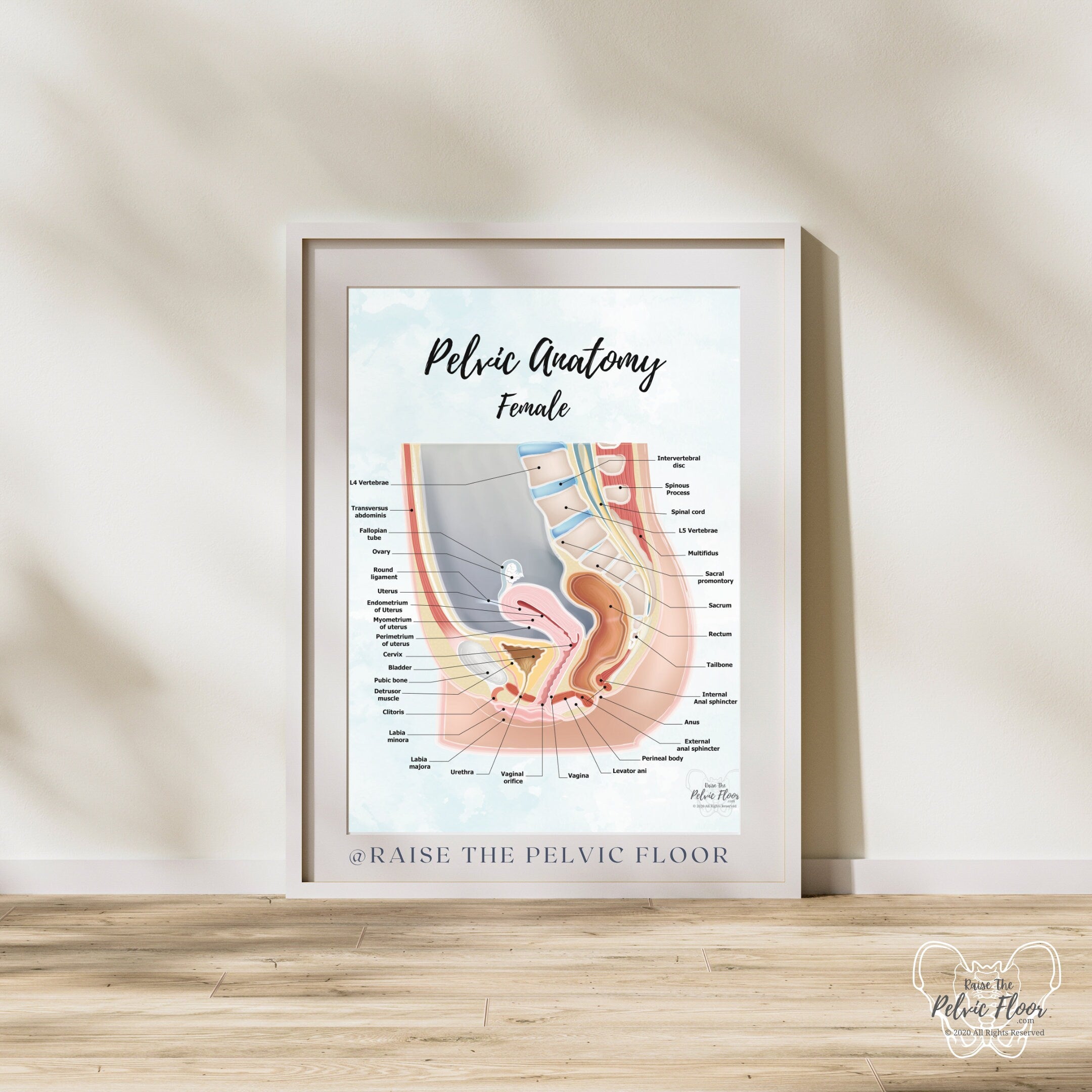 Female Pelvic Anatomy Poster Art Sagittal Side View Vagina Uteru Female Pelvic Anatomy Poster Art Sagittal Side View Vagina Uteru