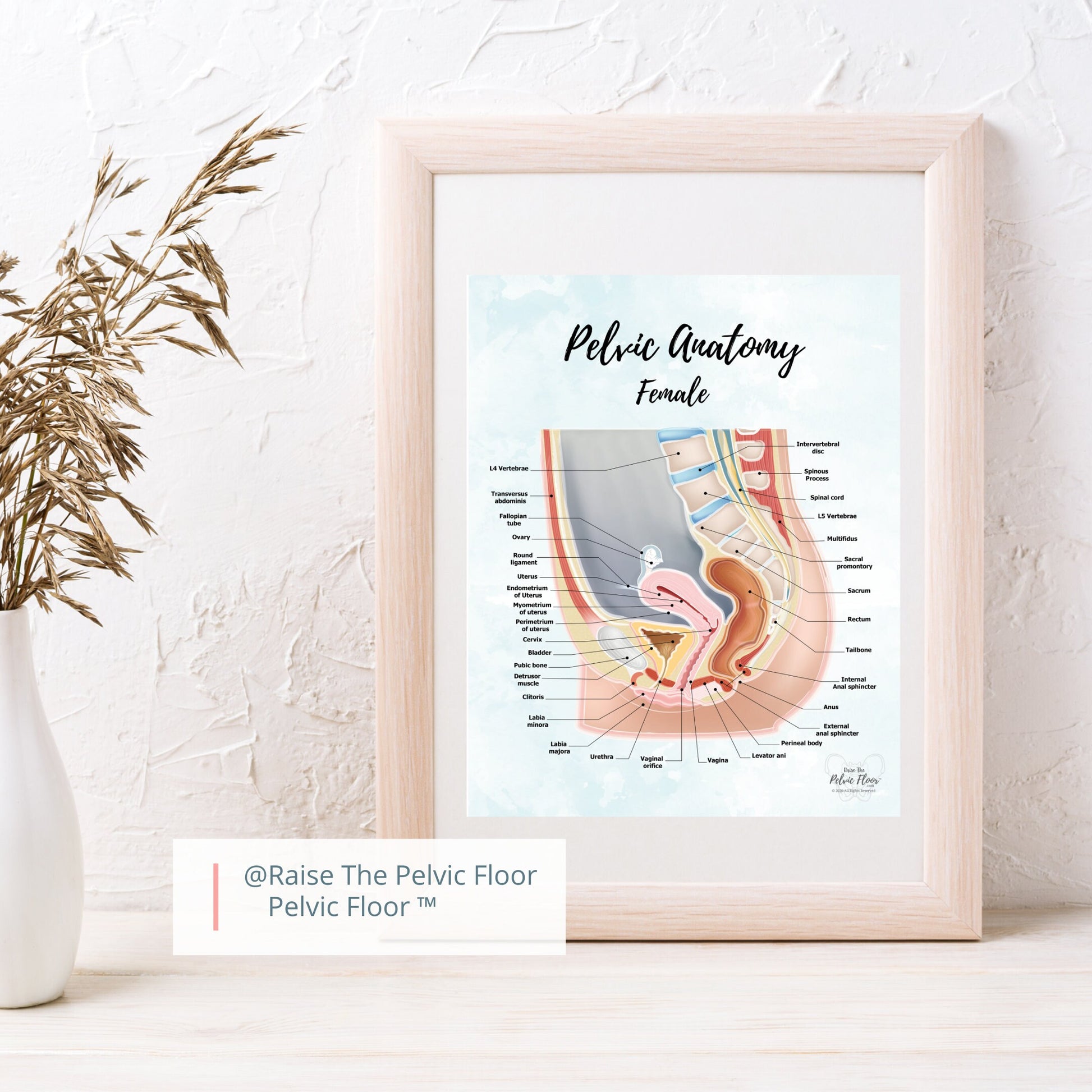Female Pelvic Anatomy Poster Art | Sagittal/ Side view | Vagina, Uterus, Rectum, Pelvic Floor Anatomy