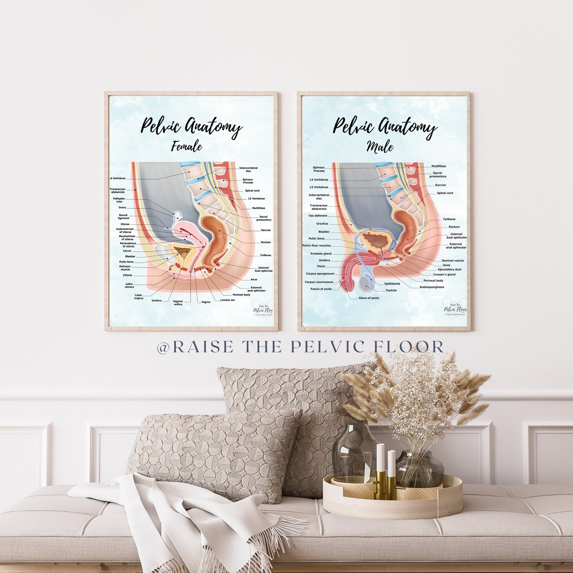 Female Pelvic Anatomy Poster Art | Sagittal/ Side view | Vagina, Uterus, Rectum, Pelvic Floor Anatomy