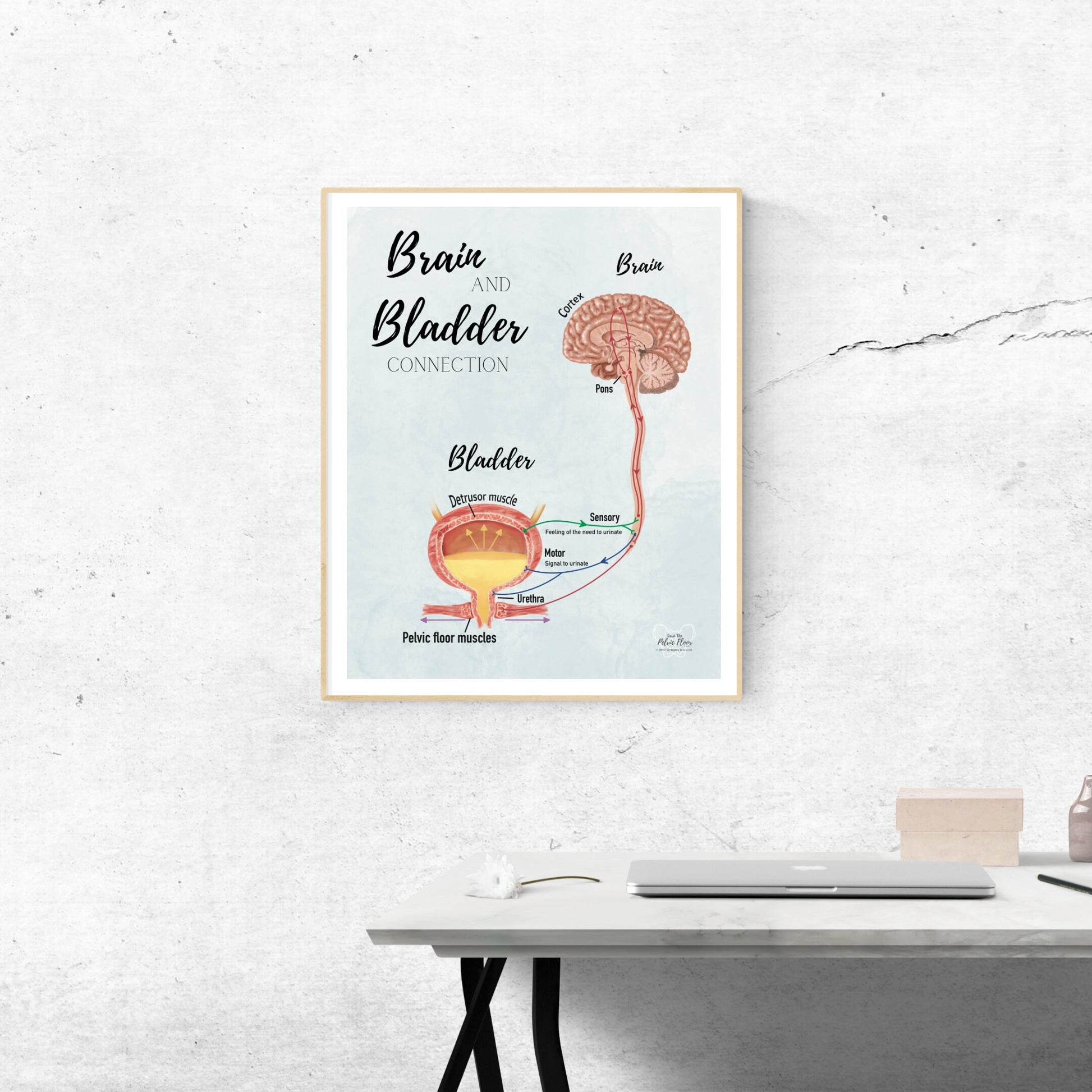 Brain and Bladder Educational Poster | Wall Art | Physiology of Urination Bradley Reflex Loop- Bladder, Urine, Cortex