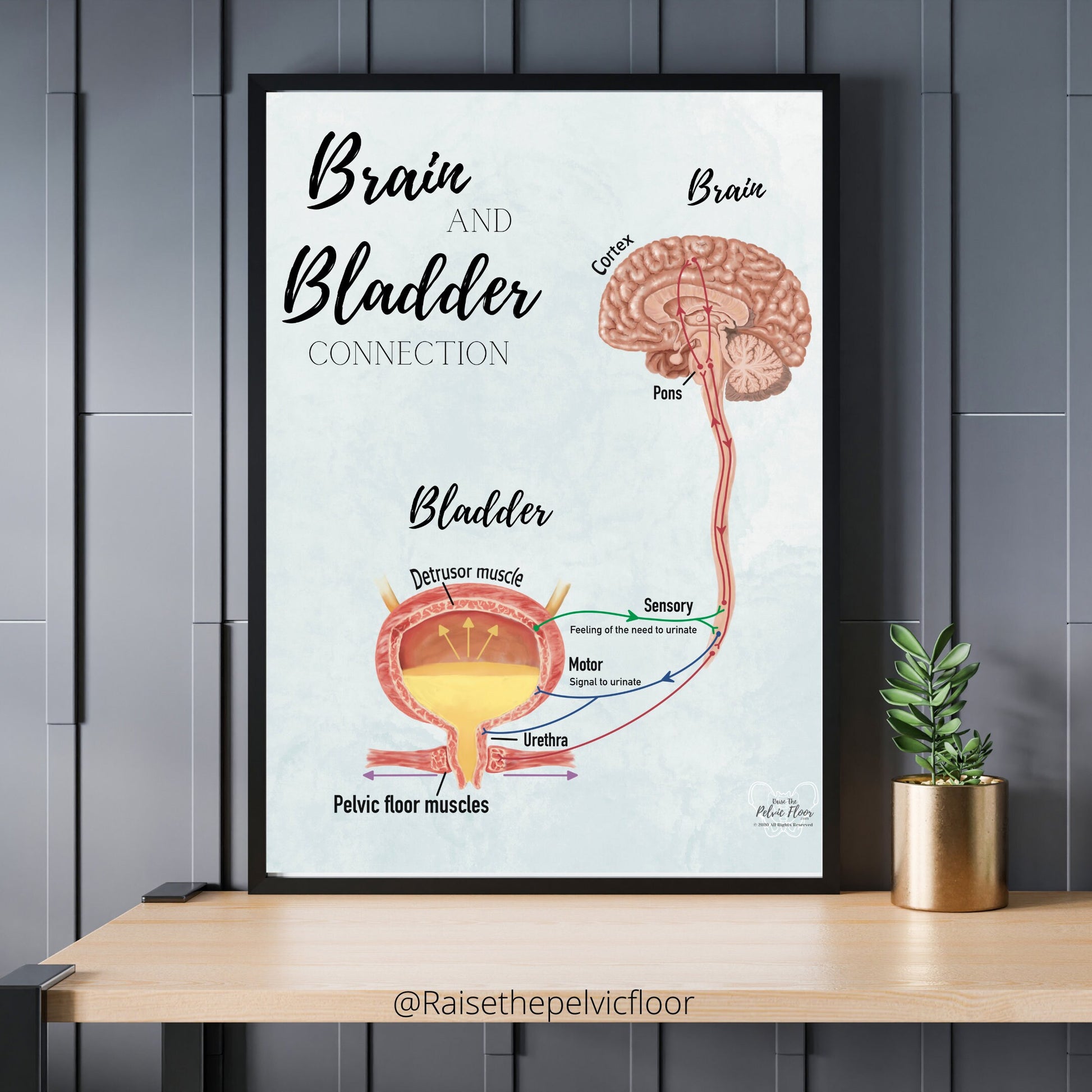 Brain and Bladder Educational Poster | Wall Art | Physiology of Urination Bradley Reflex Loop- Bladder, Urine, Cortex