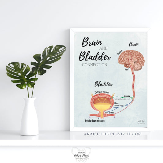 Brain and Bladder Educational Poster | Wall Art | Physiology of Urination Bradley Reflex Loop- Bladder, Urine, Cortex