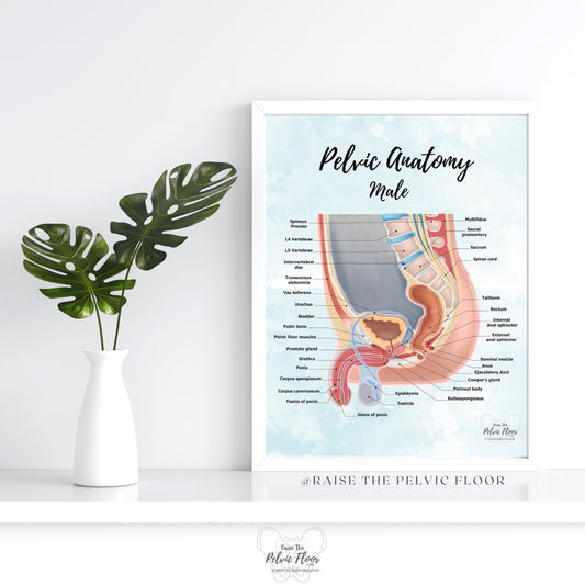 Male Pelvic Anatomy Poster Art Print | Sagittal/ Side view | Penis, Prostate, Testicle, Scrotum, Rectum, Pelvic Floor Anatomy, Prostatectomy