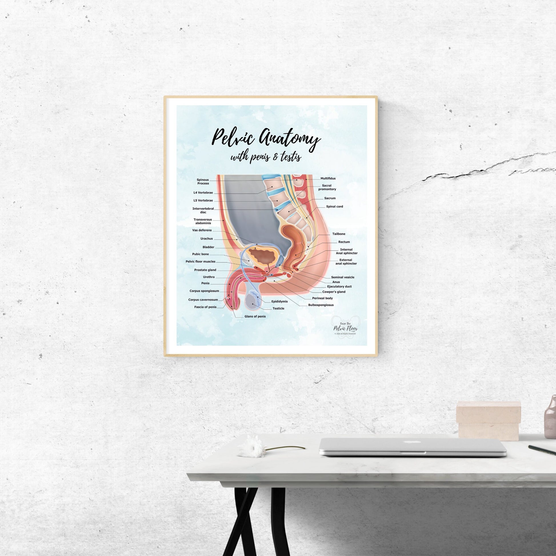 Pelvic Anatomy Poster Art Print- Gender Sensitive | Educational Artwork of Penis, Testis, Prostate, Bladder, Rectum and Hip | Prostatectomy