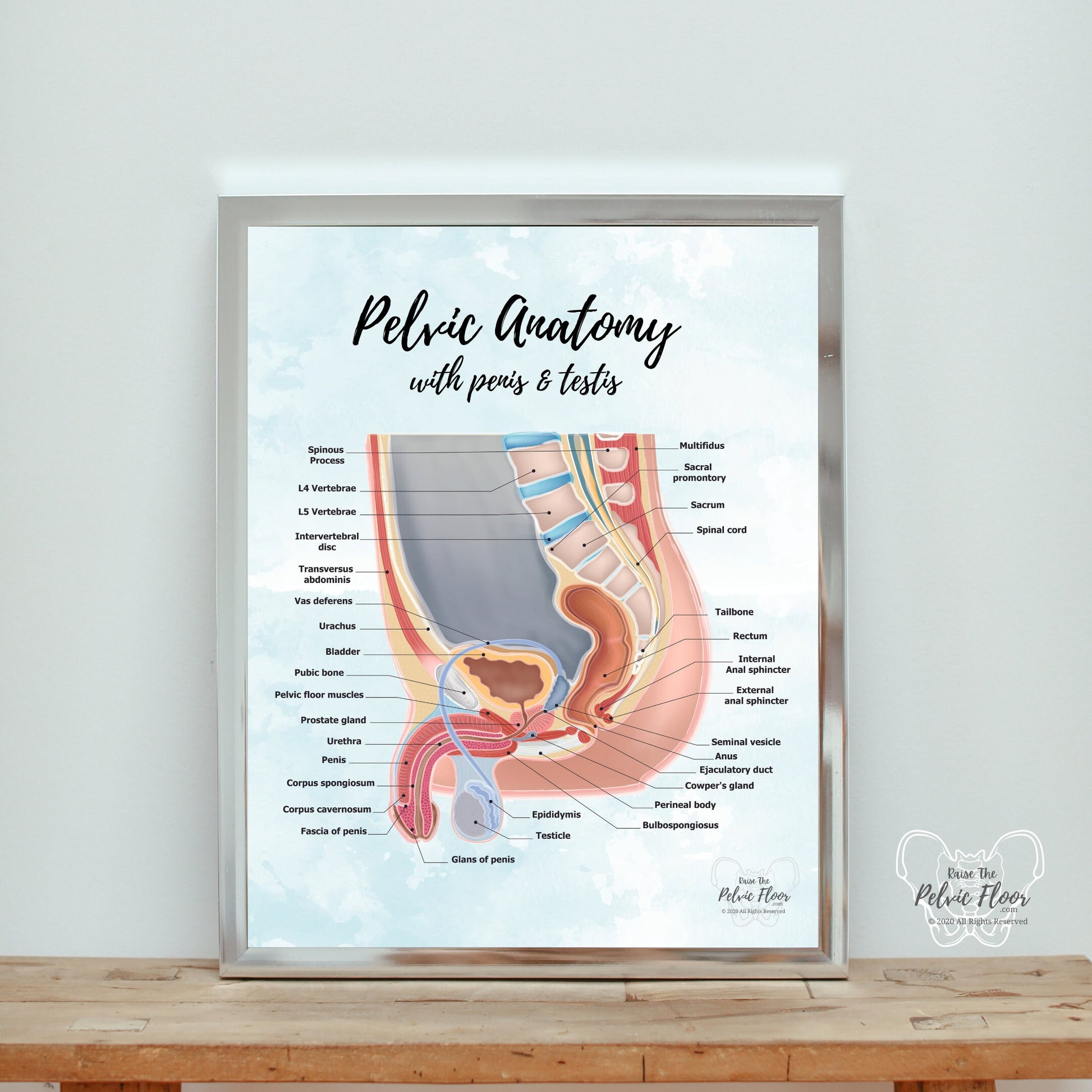 Pelvic Anatomy Poster Art Print- Gender Sensitive | Educational Artwork of Penis, Testis, Prostate, Bladder, Rectum and Hip | Prostatectomy