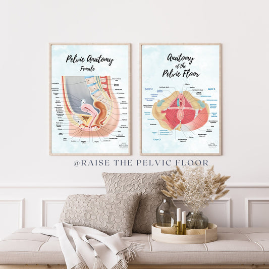 Set of 2- Pelvic Floor Muscle Anatomy and Side View of Pelvic Organs Educational Medical Art Poster | Bladder, Vagina, Kegel, Levator Ani