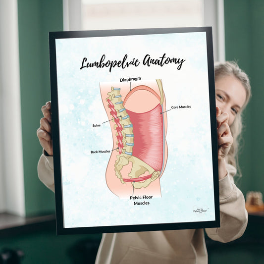 Anatomy of the spine and pelvic floor- Lumbopelvic Anatomy Poster Art Print | Pelvic floor, Core, abdominal wall, and diaphragm belly breath